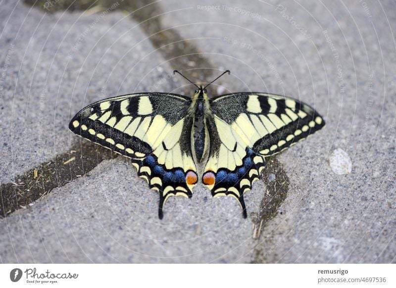 Nahaufnahme eines seltenen Schwalbenschwanz-Schmetterlings (Iphiclides podalirius), der auf dem Bürgersteig sitzt 2019 Praid Rumänien Tier Antenne Entomologie