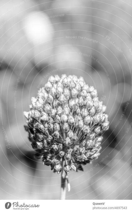 Knoblauch Blume in Schwarzweiß Schwarzweißfoto Blütenstand Infloreszenz Sommerblüher Pflanze blühen Allium Garten schwarzweiß Sorte Zierpflanze Monochrom