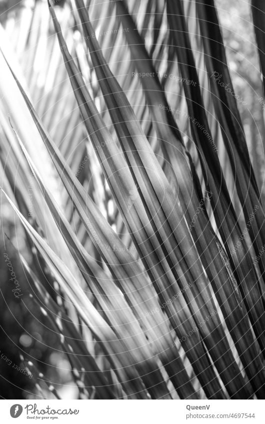 Palmenblatt in Schwarzweiß Palmenblätter Palmblatt Ferien & Urlaub & Reisen exotisch Pflanze Urlaubsstimmung Sommer Tourismus Schwarzweißfoto schwarzweiß