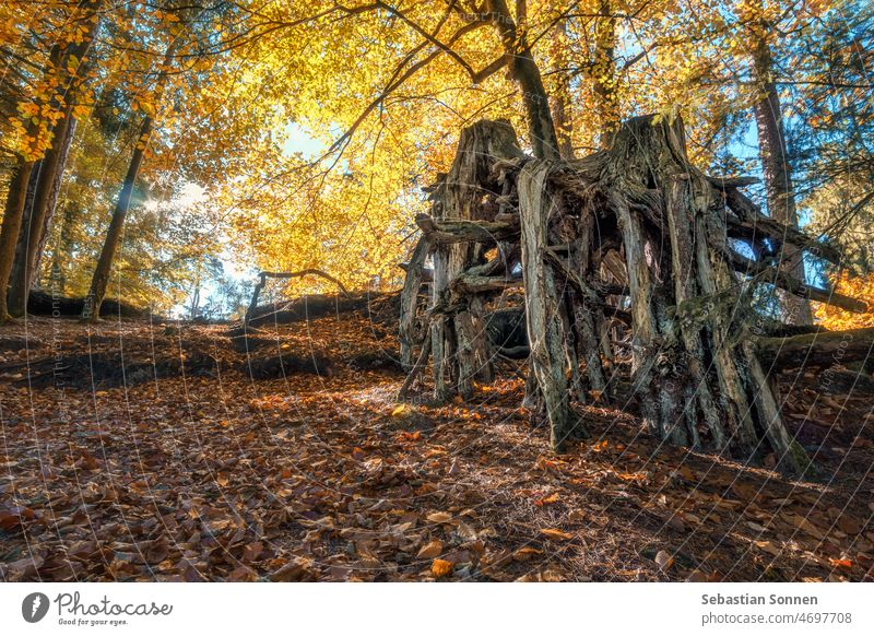 Nackte Wurzeln im schönen Herbstwald mit im Sonnenlicht erhelltes Laub Wald Baum Natur Landschaft Umwelt Park im Freien natürlich malerisch Holz Laubwerk