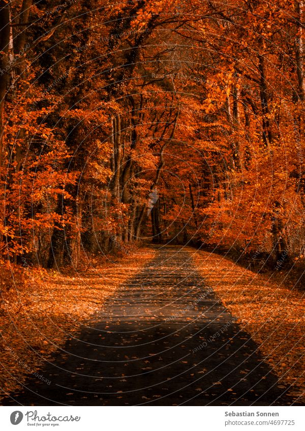 Kleine Straße durch orangefarbenen Herbstwald im Sonnenlicht Wald Weg Landschaft Natur Laubwerk Baum Oktober gelb rot schön Saison Umwelt Blätter farbenfroh