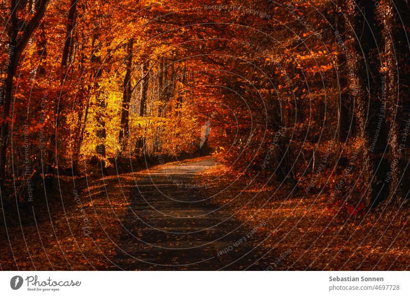 Kleine Straße durch orangefarbenen Herbstwald im Sonnenlicht Wald Weg Landschaft Natur Laubwerk Baum gelb schön rot Saison Umwelt Blätter farbenfroh hell Farbe