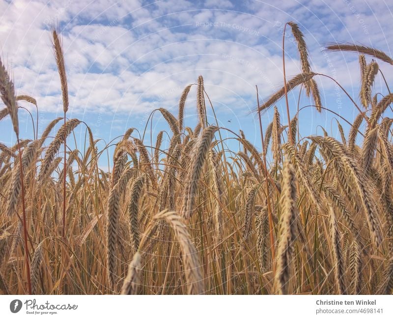 Nahaufnahme von Ähren in einem Getreidefeld vor leicht bewölktem Himmel Weizenfeld Getreideanbau Ernährung Landwirtschaft Ackerbau Feld Kornfeld Wachstum