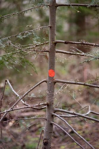 ein roter Punkt auf einem dünnen Baum forst Umwelt Forstwirtschaft Baumstamm Holz Außenaufnahme Waldsterben Klimawandel Abholzung Natur Borkenkäfer Pflanze
