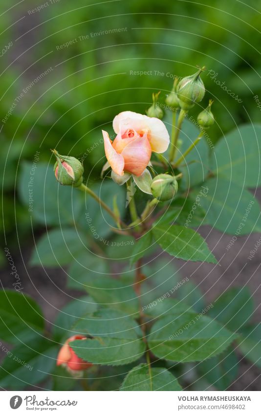 Eine nostalgische Hybride der Chippendale-Teerose. Eine schöne Knospe von gelb-rosa Rosen im Sommergarten. Rosengarten. Roséwein Blume Pflanze geblümt Natur