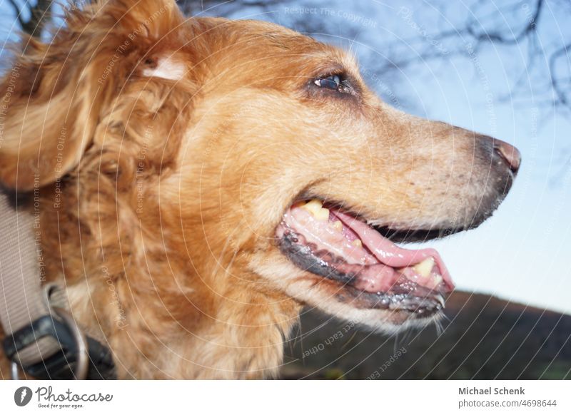 Das Gesicht eines Golden Retriever hund golden Retriever gesicht zähne Hund Haustier Porträt Natur niedlich Tierporträt Nase Blick schön Nahaufnahme Zunge