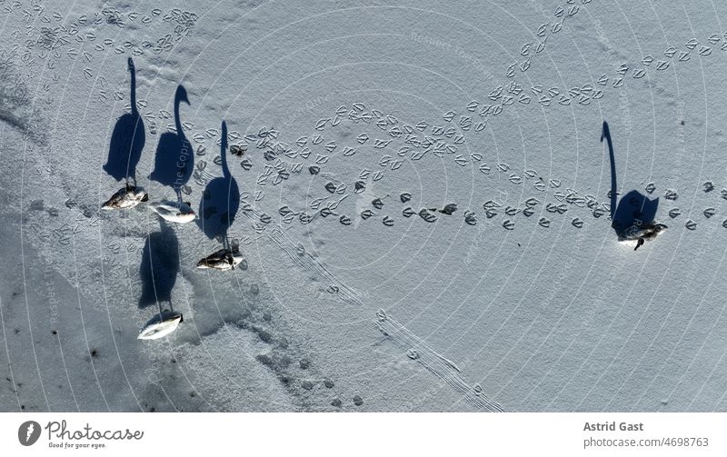 Luftaufnahme mit einer Drohne von fünf Schwänen auf einem zugfrorenen See mit Schatten und Spuren luftaufnahme drohnenfoto Schwan schwäne Vögel sehen Eis Winter