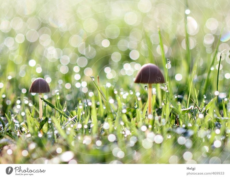 Herbstmorgen... Umwelt Natur Pflanze Wassertropfen Schönes Wetter Gras Pilz Garten Ornament Lichtpunkt glänzend stehen Wachstum ästhetisch außergewöhnlich klein
