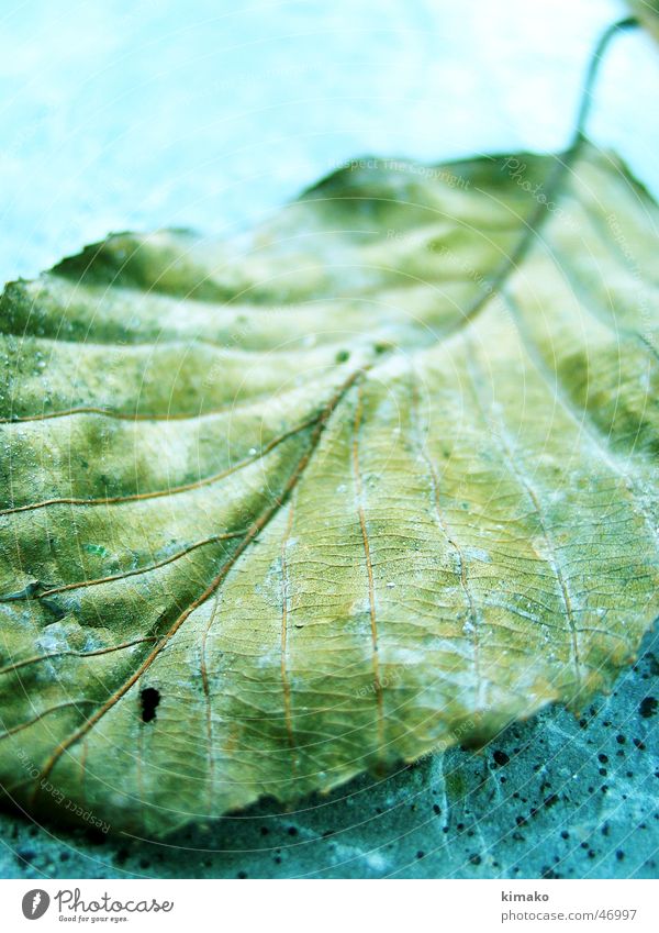 Leaf Blatt sehr wenige autumm leaf kimako