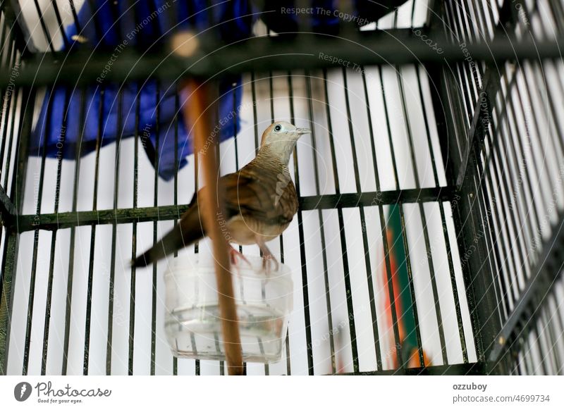 Turteltaube in einem Käfig Vogel Feder Tier Taube Schnabel braun klein Porträt Ornithologie Nahaufnahme Flügel Blick Schildkröte grau im Inneren Haustier