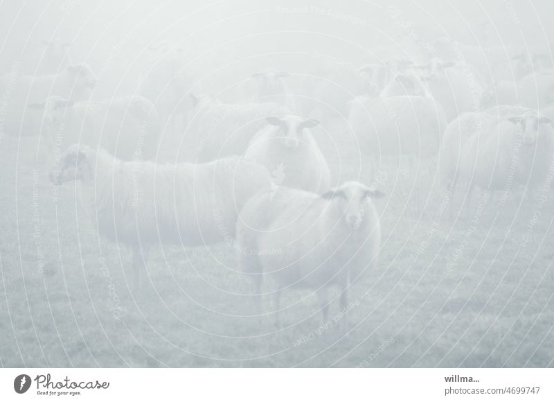 Unschafe Schafe im Nebel Schafherde Tiergruppe neblig Nebelstimmung Nutztier Morgennebel High Key Buchcover