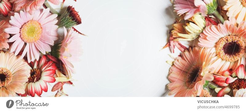 Floraler Hintergrund mit Gerbera-Blüten auf weißem Hintergrund geblümt rosa weißer Hintergrund Rahmen Blütenblätter Textfreiraum Transparente Draufsicht schön
