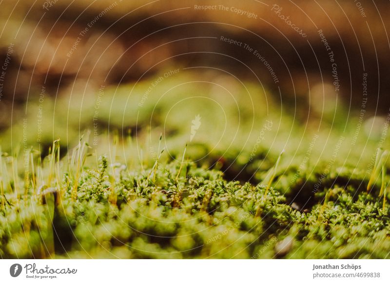 Moos Nahaufnahme Makro grün Wald Waldboden Achtsamkeit Detail Moosteppich moosbedeckt moosgrün Moose moosbewachsen Natur Farbfoto Außenaufnahme Menschenleer