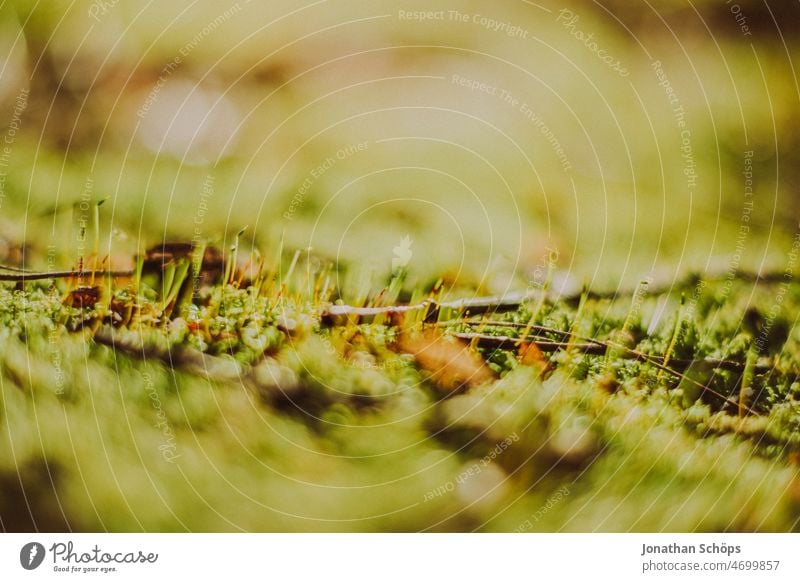 Moos Nahaufnahme Makro grün Wald Waldboden Achtsamkeit Detail Moosteppich moosbedeckt moosgrün Moose moosbewachsen Natur Farbfoto Außenaufnahme Menschenleer