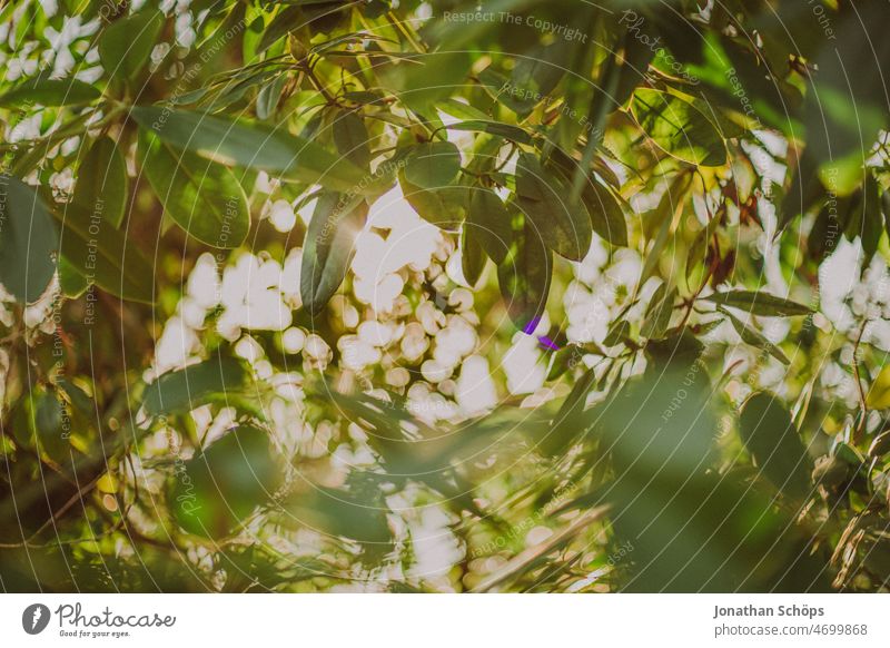 Rhododendron Nahaufnahme Gegenlicht Wald Bokeh analog retro draußen Natur Bäume wandern ruhig Menschenleer Landschaft Umwelt Licht Außenaufnahme Tag Sonnenlicht