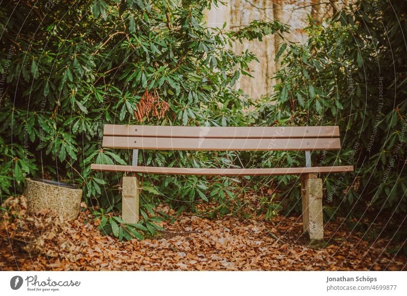 Parkbank mit Papierkorb im Wald mit Rhododendron Sitzbank analog retro Wege & Pfade Spaziergang draußen Natur Bäume Baum Erholung Herbst wandern ruhig
