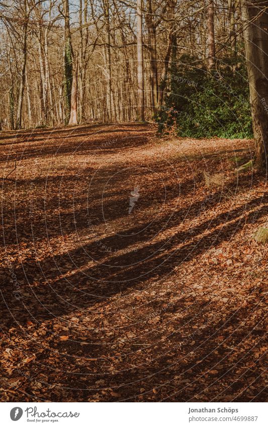Waldweg mit Laub und Sonne Schatten sonnig trocken Winter analog retro Wege & Pfade Spaziergang draußen Natur Bäume Baum Erholung Herbst wandern ruhig