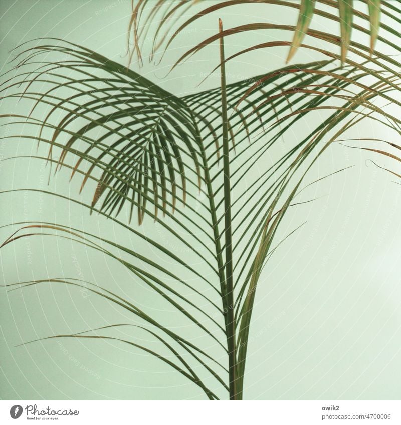 Wedel Palmen grün Pflanze filigran natürlich hellgrün Hintergrund neutral Natur Innenaufnahme Blatt Umwelt Wachstum Nahaufnahme Farbfoto Menschenleer