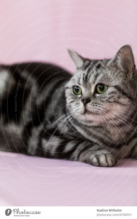 Britisch Kurzhaar Katze vor rosa Hintergrund BKH Tier Haustier niedlich Rassekatze Fell Blick Tabby weiß Haustiere Ein Tier katzenhaft Hauskatze grün Rosa