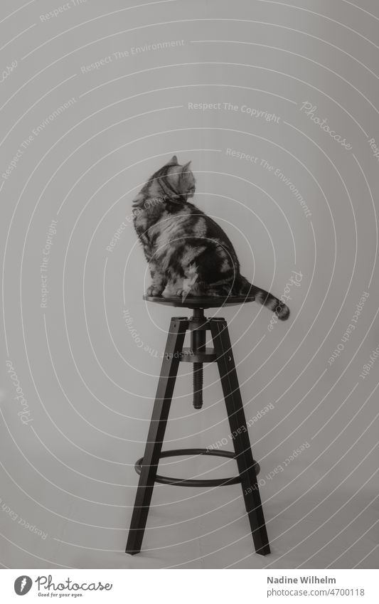 Britisch Kurzhaar auf Hocker britische Kurzhaarkatze Katze Fell katzenhaft Ein Tier Rassekatze Haustiere weiß niedlich fluffig Tabby bezaubernd schön