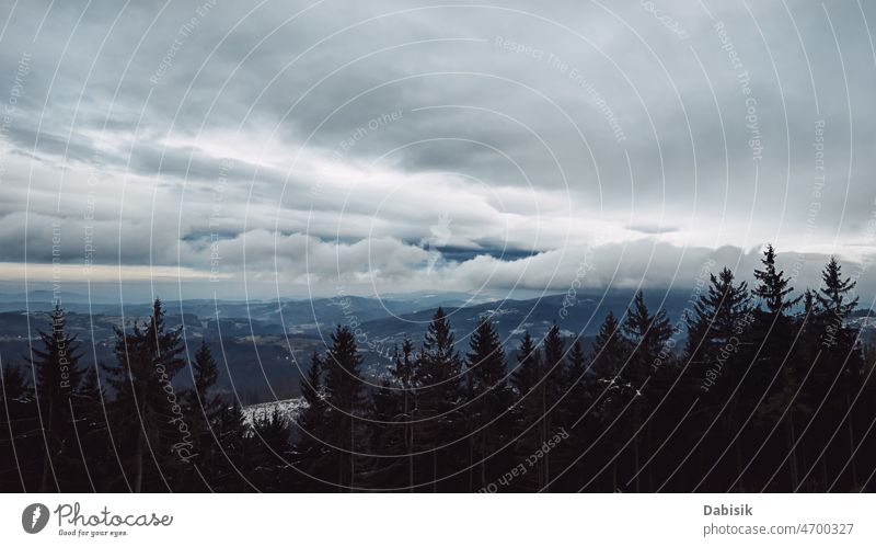 Kiefernwaldsilhouette mit Nebel Baum Silhouette Wald Stimmung Holz Hintergrund Transparente dunkel erstaunlich Dezember Umwelt erste neblig Landschaft Morgen