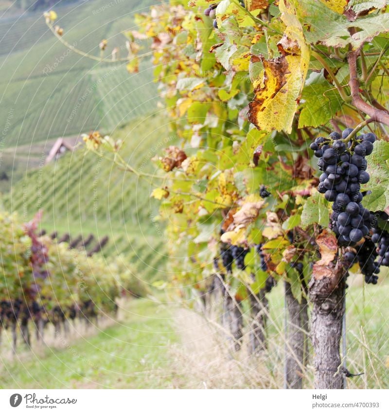 reife blaue Weintrauben an einem Weinstock Weinberg Weinanbau Schwarzwald Weinanbaugebiet Herbst Nahaufnahme Natur Pflanze Weinbau Weingut Außenaufnahme