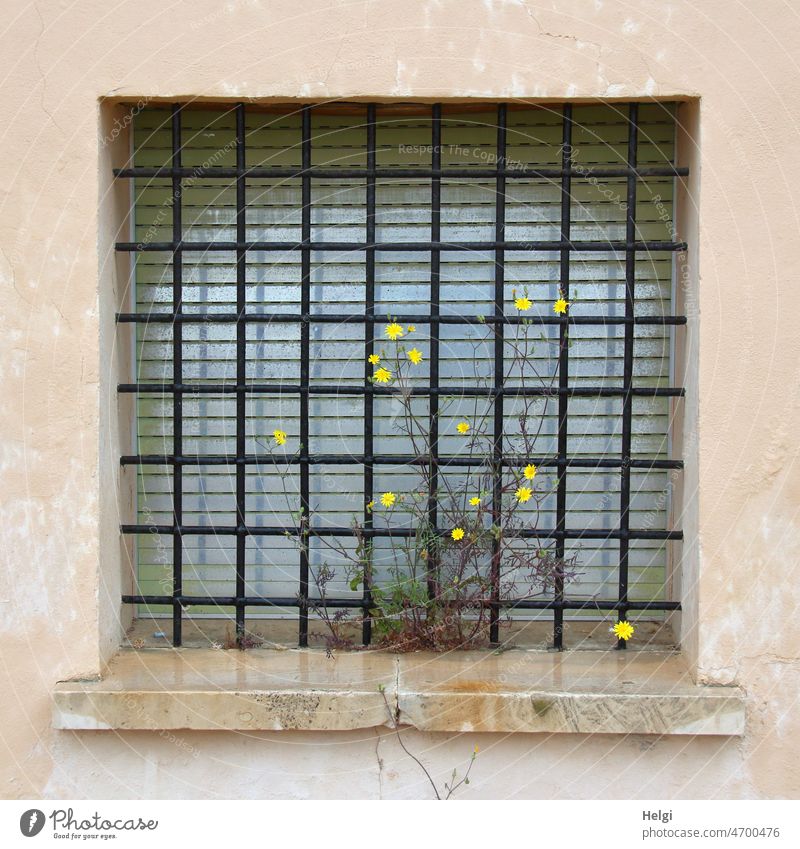 schöner wohnen ;-) - an einem vergitterten Fenster mit geschlossenen Jalousien wachsen wilde Blumen mit gelben Blüten Gitter Gitterfenster Pflanze Wildpflanze
