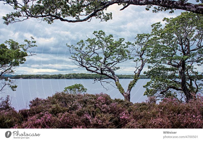 Ein See in Irland, an dem knorrige Bäume wachsen und Heidekraut blüht. Der Himmel ist wolkig. Landschaft wild üppig farbig Sommer Vegetation Pflanze Wasser