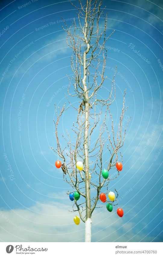 Ein Dutzend verschiedenfarbige Ostereier am unteren Teil eines kahlen Baumes vor blauem Himmel im Sonnenschein / Ostern / Osterdeko Osterbrauch Ostergrüße