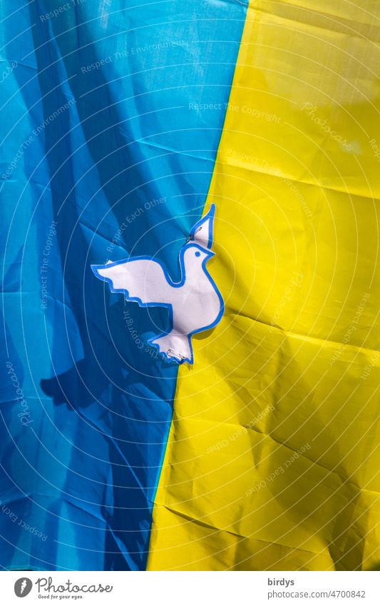 Flagge der Ukraine in den Landesfarben mit einer Friedensstaube Friedenstaube Friedensbotschaft Krieg Angriffskrieg Friedenssehnsucht Friedenssymbol