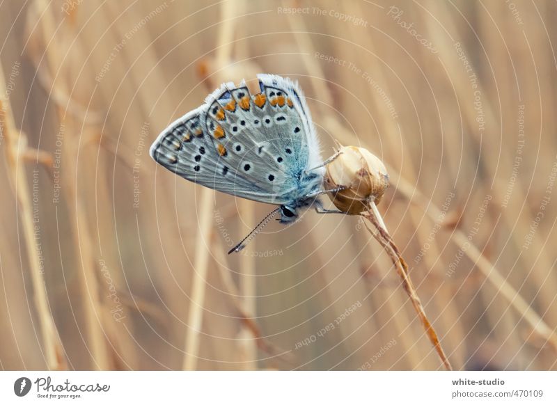 Traktion Schmetterling sitzen Schmetterlinge im Bauch Verliebtheit Liebe Flugzeuglandung Flugzeugstart Tierporträt Insekt Fühler Frühling Tragfläche elegant