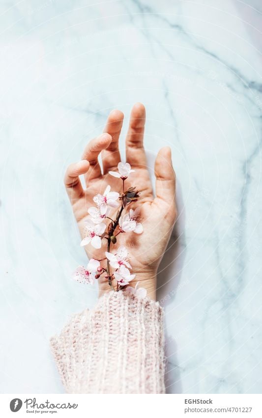 Weibliche Hand mit rosa Mandelblüten, die aus dem Ärmel kommen, auf Marmor-Hintergrund. Frühling Konzept. Blume Frau Frauentag Person Natur Hülse geblümt