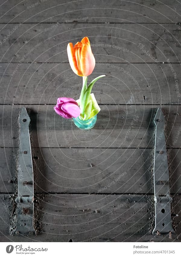 Eine kleine Vase mit zwei Tulpen steht auf einer verdreckten hölzernen Bodenklappe in einem Lost Place. Tulpenblüte oranke pink leuchten leuchtende Farben
