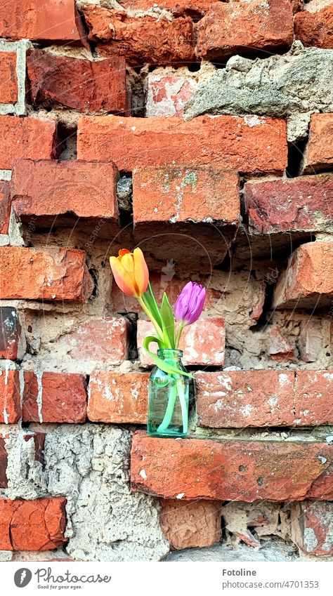 Auf einem Mauervorsprung eines alten Lost Places steht eine kleine gläserne Blumenvase mit zwei Tulpen. Tulpenblüte oranke pink leuchten leuchtende Farben