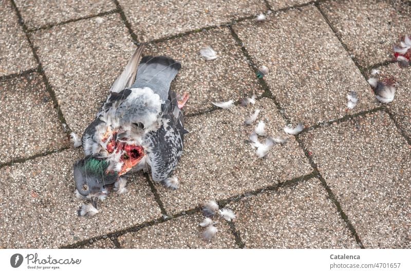 Federvieh  | Das Werk einer Krähe Tier Fauna Vogel Taube Federn Tod tot blutig Gewalt gestorben Beute Fressen Totes Tier liegen Traurigkeit Vergänglichkeit