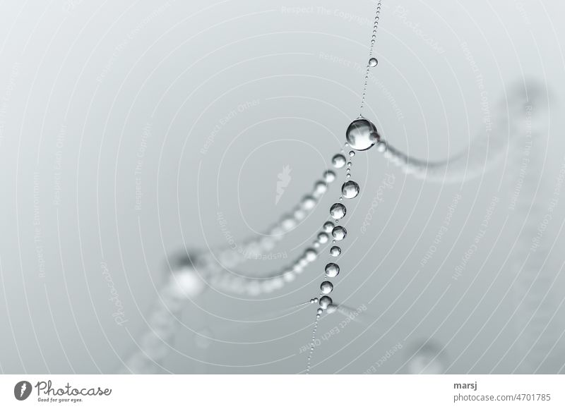 Wasser-Perlen an einem Spinnennetz. Edler Tropfen edel Reflexion & Spiegelung grau Nebel Hintergrund neutral authentisch ruhig Einsamkeit Makroaufnahme