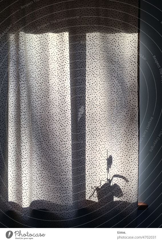 faltig | Morgensonne hinter Vorhang fenster vorhang gardinen stoff textil geschlossen falten faltenwurf blickdicht fenstersprosse zu Silhouette blumentopf