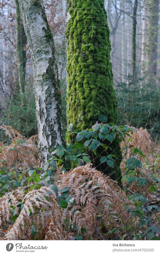 Ein Baumstamm komplett mit grünem Moos bedeckt, ein dünnerer Baumstamm mit sehr helle Rinde, eine Brombeeren Pflanze und trockener Farn. pfalnzenteil Pflanzen