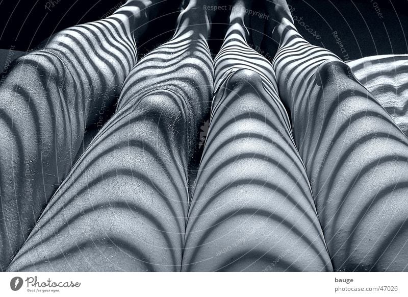 Zwei Zebras Licht Streifen Innenaufnahme Schlafzimmer Bett teilakt Schatten Beine jalousine Haut