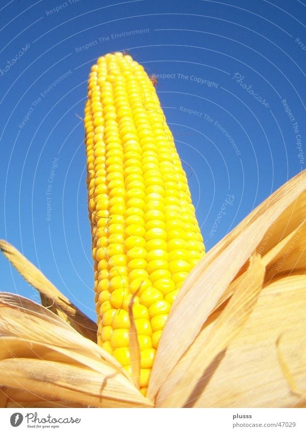 Prachtkolben Maiskolben gelb Korn Blatt Maiskorn ausgepackt Maisfeld gebraten Himmel blau Getreide Ernährung