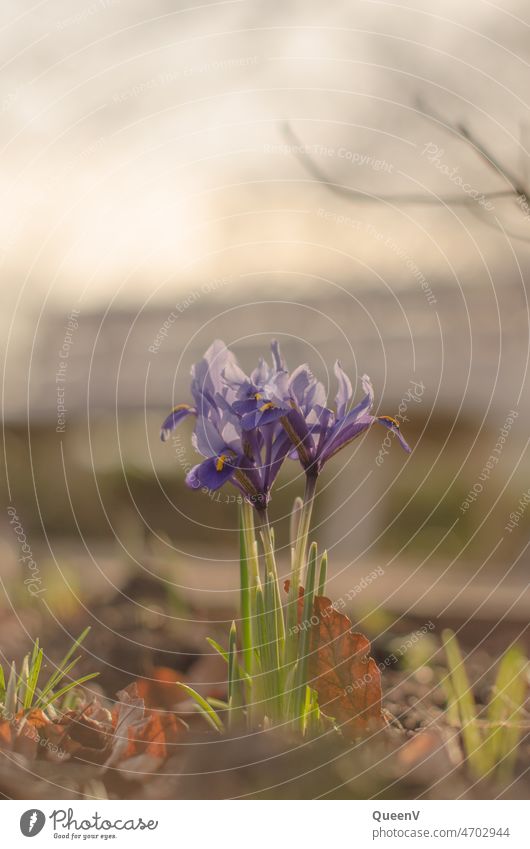 Netzblatt-Iris (Iridodyctium reticulata) Frühblüher Blume Frühling Nahaufnahme Natur blau lila Blüte Frühlingsblume natürlich Frühlingsgefühle grün Garten