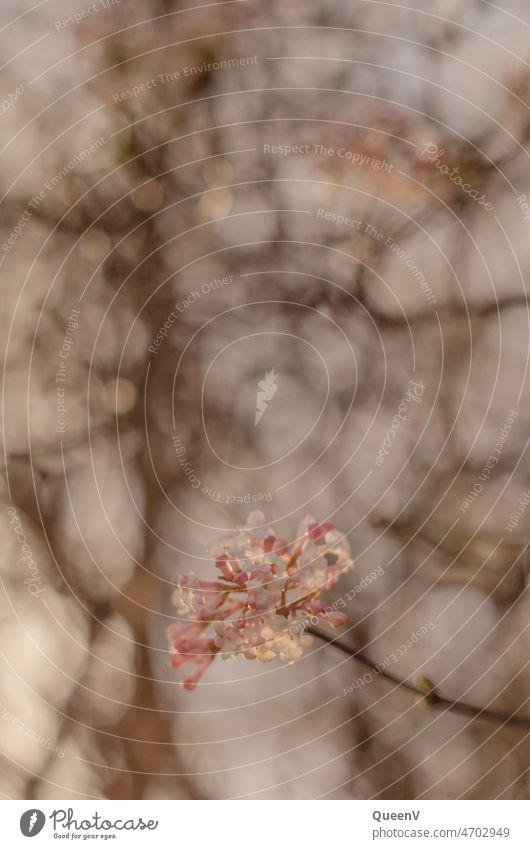 Winterlicher Schneeballstrauch mit unscharfem Hintergrund Schneeball-Busch Blume Blüte natürlich Natur Pflanze Frühling Schwache Tiefenschärfe rosa weiß hübsch