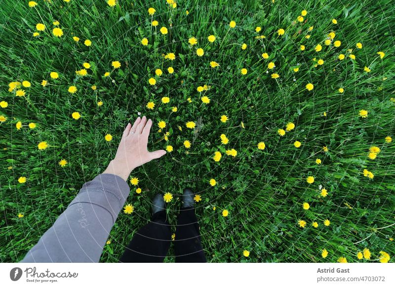 Weitwinkelaufnahme von einer Frauenhand über einer Löwenzahnblüte frau wiese löwenzahnblumen löwenzahnblüten frühling fühlen halten zeigen finger glücklich gras