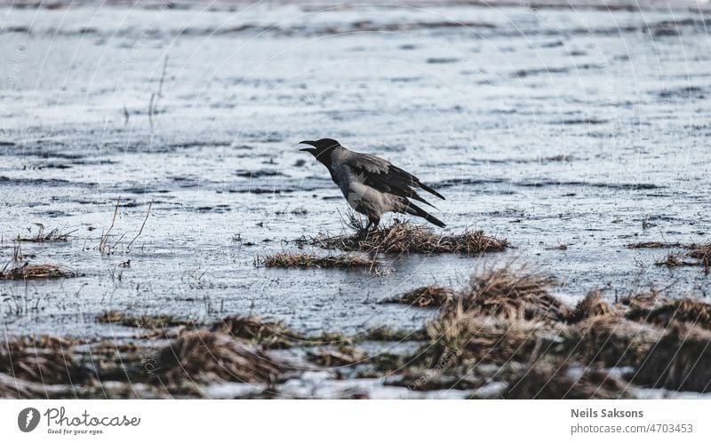 einsame Krähe krächzt am Rande der Überschwemmungen auf der Wiese im Vorfrühling Tier Vogel Hintergrund Schnabel schön Vögel schwarz blau Corvus Krähen dunkel