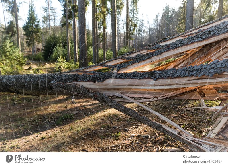 Sturmschäden, der gesplitterte Stamm einer Fichte Natur Umweltschaden Pflanze Baum Nadelbaum Strurmschaden geborsten gespalten Wind Wald Nadelwald baumstamm