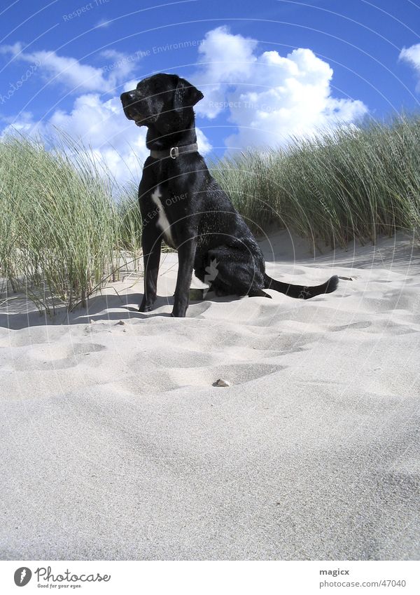 KingOfTheBeach Hund Strand Wolken Meer Labrador Niederlande Tier Sand Stranddüne Himmel schwarzer hund blau König Nordsee Schatten