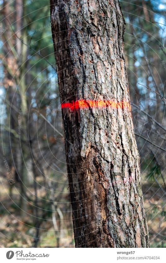 Ein Baum mit Zukunft - ein Zukunftsbaum im Wald Baumstamm Markierung Farbmarkierung rote Farbmarkierung roter Ring Forstwirtschaft Farbfoto Umwelt Holz