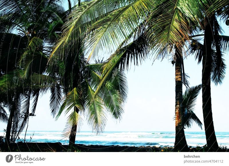 karibik Baum traumhaft Fernweh unberührt wild Farbfoto fantastisch Costa Rica tortuguero Karibik Kokosnuss schön Wellen Küste Strand Meer außergewöhnlich Ferne