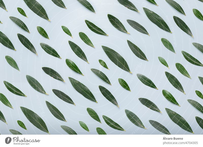 Niedliche und hübsche Hintergrundtextur aus unterschiedlich großen Olivenblättern, die ein sich wiederholendes, aber unregelmäßiges Muster bilden, auf einem sanften blauen Hintergrund