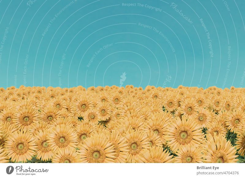 Sonnenblumenfeld vor klarem blauen Himmel. Konzeptfarben der ukrainischen Flagge pulsierend Szene Schönheit sonnig außerhalb Blumen Dekoration & Verzierung